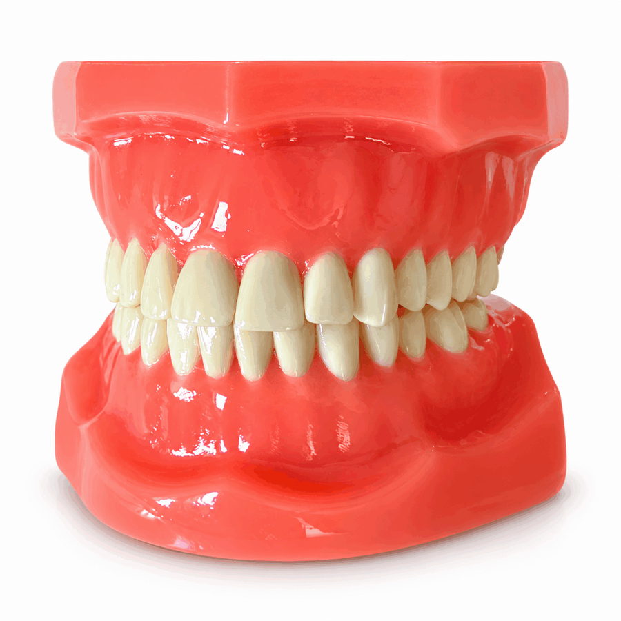 Zahnmodell mit 28 Zähnen – Frontansicht | Dontix TY-01